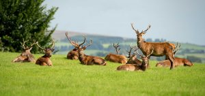 Deers Killarney National Park - Destination Killarney