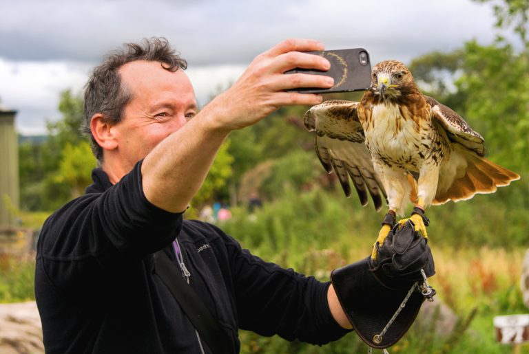 Destination Killarney - Falconry Selfie