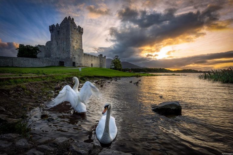 Destination Killarney - Ross Castle - Swans at the forefront of the photo