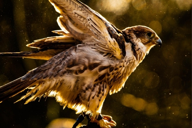 Falconry Killarney