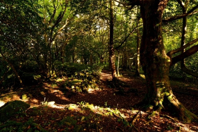 Killarney National Park