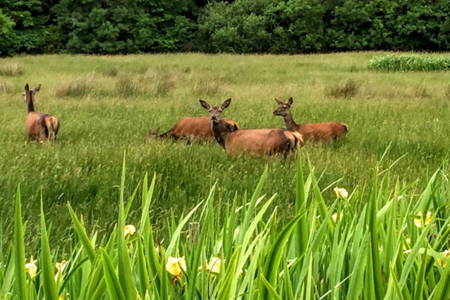 Knockreer Circular Walk Killarney