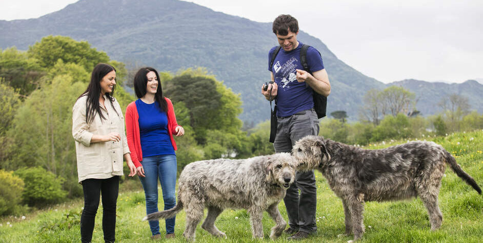 People with Irish Wolfhounds at Muckross Traditional Farms