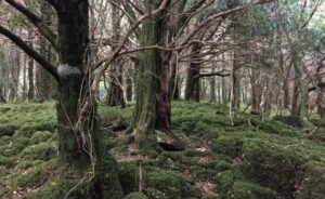Mossy Trees in Killegy Woods